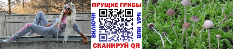 наркошоп  Южно-Сухокумск  ОМГ ОМГ зеркало  Галлюциногенные грибы GOLDEN TEACHER 